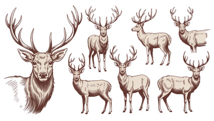 Group of reindeer standing together in a snowy winter landscape Vector © MD siddik