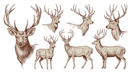 Cute cartoon reindeer herd with antlers standing together in a playful group Vector © MD siddik