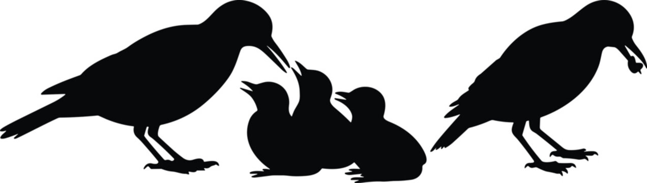 Bird family silhouette set with mother feeding hungry chicks in nest isolated on white background vector illustration
