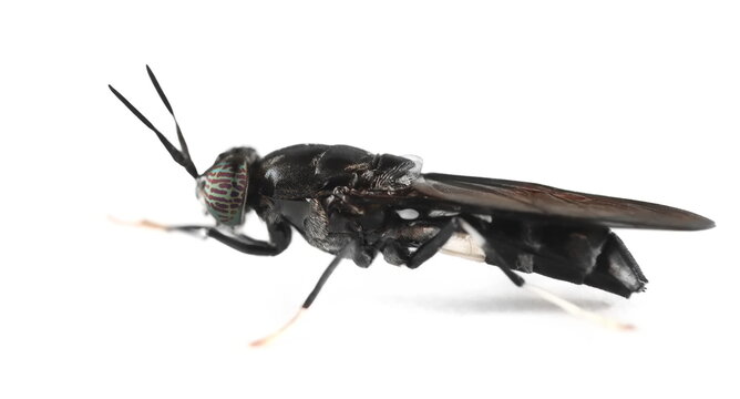 Insect black soldier fly, Hermetia illucens, isolated on white, side view