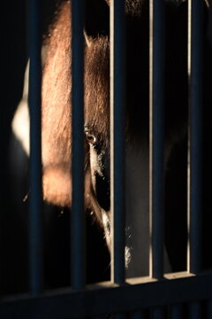 Sch&ouml;nes zottiges Pony mit hellen Augen blickt durch Gitterst&auml;be einer Box im Licht der untergehenden Sonne