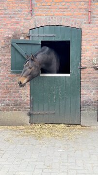 A horse's head looking out from the opening of a stable door. Meanwhile, it is eating some hay.