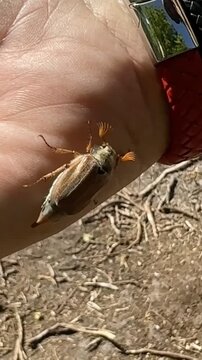 A male common cockchafer is walking on a man's hand and flies away