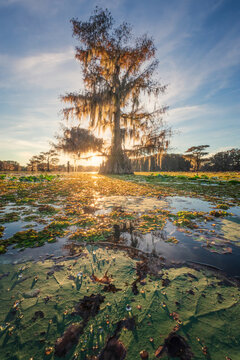 View of a cypress tree draped in Spanish moss standing in the waters of Lake Martin at sunset with lily pads in the foreground St. Martin Parish, Louisiana, United States.