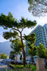 Fototapeta premium High-rise white hotel facade with turquoise balconies standing behind green pine trees