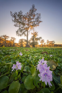 View of blooming purple water hyacinths in the foreground with towering cypress trees and Spanish moss at Lake Martin in St. Martin Parish, Louisiana, United States.