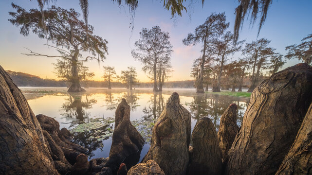 View of cypress trees and knees rising from the misty waters of Lake Martin during a golden sunset in St. Martin Parish, Louisiana, United States.