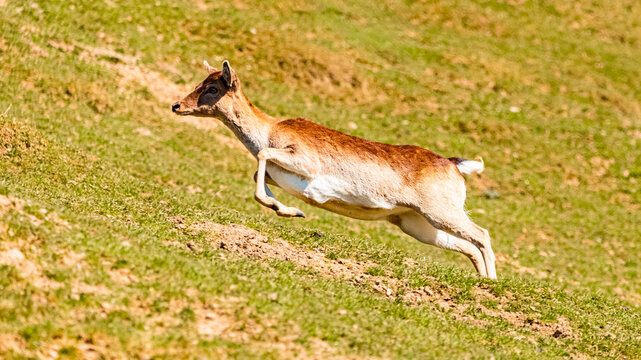 Alpine spring view with Dama dama, european fallow deer, jumping up a hill at Aurach near Kitzbuehel, Tyrol, Austria