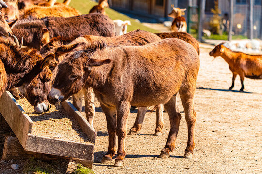 Alpine spring view with feeding donkeys at Aurach near Kitzbuehel, Tyrol, Austria