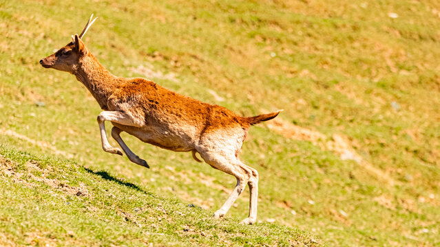 Alpine spring view with Dama dama, european fallow deer, jumping up a hill at Aurach near Kitzbuehel, Tyrol, Austria