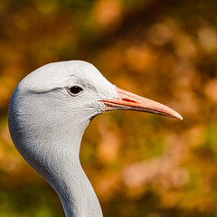 Obraz premium Anthropoides paradiseus, blue crane portrait on a sunny spring day