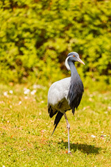 Obraz premium Anthropoides virgo, demoiselle crane, on a sunny spring day