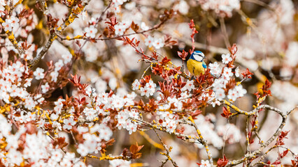 Cyanistes caeruleus, eurasian blue tit, sitting in a blooming tree on a sunny spring day © Martin Erdniss