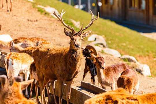 Alpine spring view with Cervus elaphus, red deer, at Aurach near Kitzbuehel, Tyrol, Austria