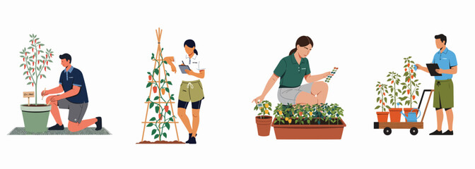 Fototapeta premium Set of illustrations showing people cultivating and researching various pepper and chili plants in different gardening and agricultural settings.