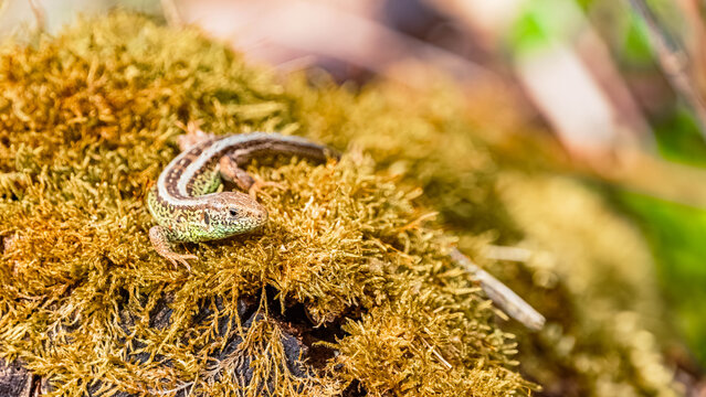 Lacerta agilis, sand lizard, on a sunny spring day