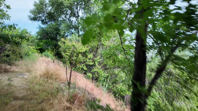 Cinematic 4K 24fps first-person view tracking shot through green trees and wild bushes revealing a calm scenic lake. Fast camera movement creates motion blur, capturing a sunny summer path.