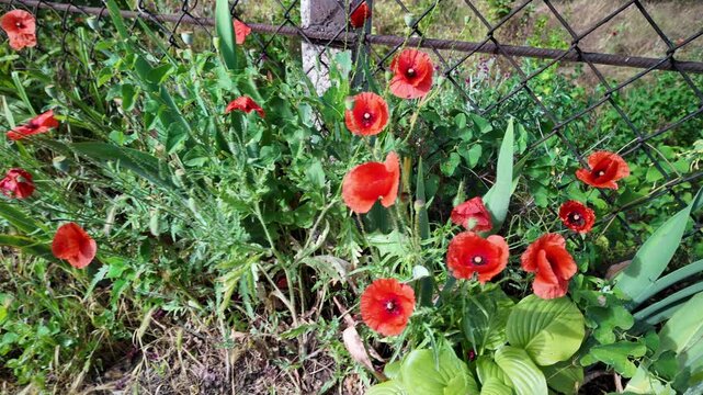 Cinematic 4K 24fps macro footage of vibrant red poppy flowers with water droplets by a mesh fence. Gentle camera movement creates subtle motion blur, capturing a fresh and detailed nature scene.