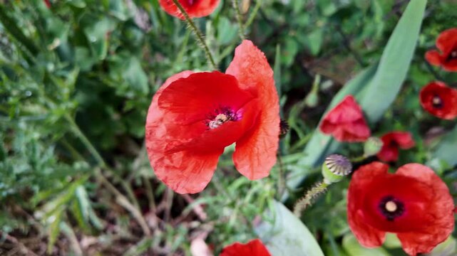 Cinematic 4K 24fps macro footage of vibrant red poppy flowers with water droplets by a mesh fence. Gentle camera movement creates subtle motion blur, capturing a fresh and detailed nature scene.