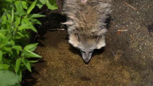 初夏の水辺で静かに水を飲む野生のタヌキ