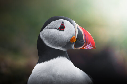 View of a close-up portrait of an Atlantic Puffin showing its distinctive orange and red beak and black and white feathers against a bokeh background Faroe Islands.