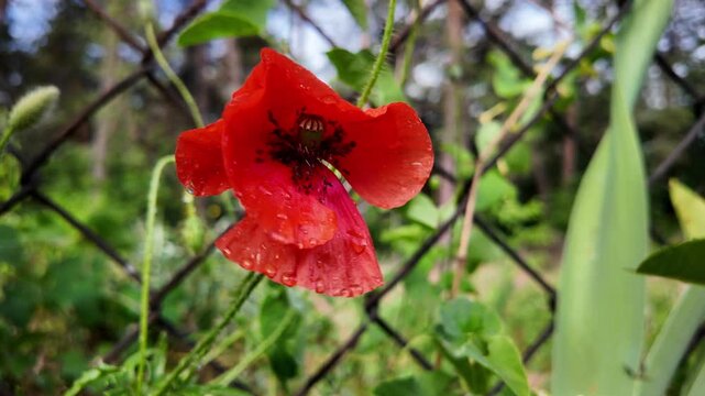 Cinematic 4K 24fps macro footage of vibrant red poppy flowers with water droplets by a mesh fence. Gentle camera movement creates subtle motion blur, capturing a fresh and detailed nature scene.