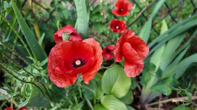 Cinematic 4K 24fps macro footage of vibrant red poppy flowers with water droplets by a mesh fence. Gentle camera movement creates subtle motion blur, capturing a fresh and detailed nature scene.