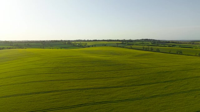 Green grain crops fill rolling agricultural fields beneath clear sky. Parallel tractor tracks and field boundaries divide spring farmland across open countryside. Rural landscape features hedgerows