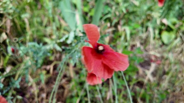 Cinematic 4K 24fps macro footage of vibrant red poppy flowers with water droplets by a mesh fence. Gentle camera movement creates subtle motion blur, capturing a fresh and detailed nature scene.