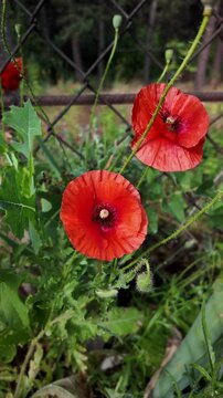 Cinematic 4K 24fps macro footage of vibrant red poppy flowers with water droplets by a mesh fence. Gentle camera movement creates subtle motion blur, capturing a fresh and detailed nature scene.