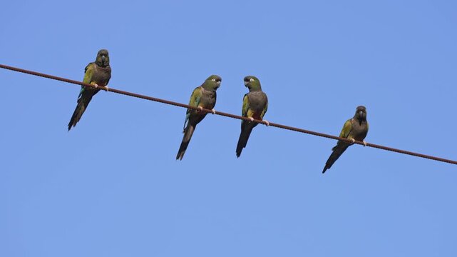 Four Cyanoliseus patagonus parrots perch closely on a single power line against a clear blue daytime sky.