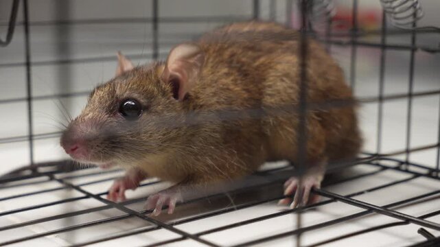 Rat secured in wire enclosure during control measures