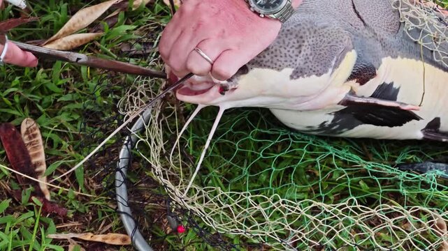 Close-up of angler hands using tool to remove hook from redtail catfish mouth in landing mesh on grass, barbels visible, catch and release sport fishing b-roll outdoor