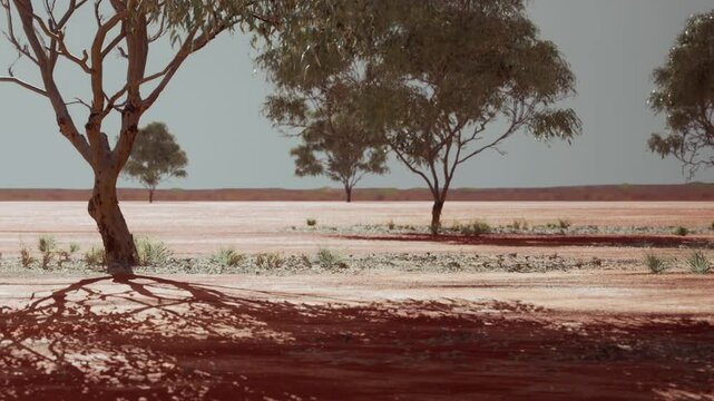 Trees stand on a dry red land with sparse grass. Shadows stretch across the ground. The sky is bright. This scene shows a remote area in the desert during daytime.