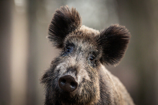View of a close-up portrait of a wild boar with dark coarse fur and large ears in a forest setting in Debrzno, Pomeranian Voivodeship, Poland.