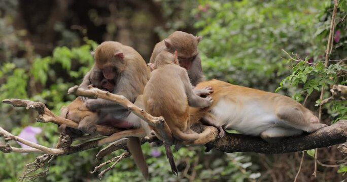 Group of wild rhesus macaques grooming each other while sitting on tree branch in forest.