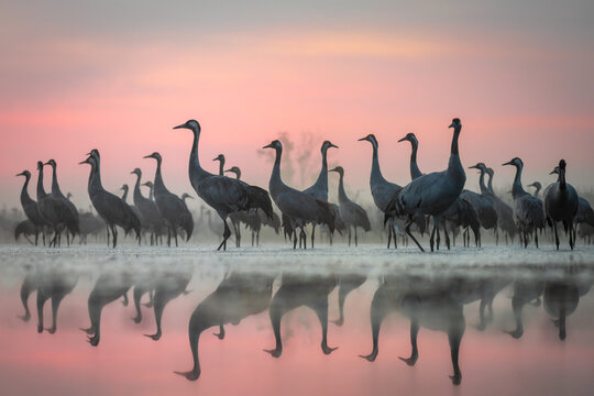 View of a large flock of cranes standing in shallow water with reflections during a pink sunset in Debrzno, Pomeranian Voivodeship, Poland.
