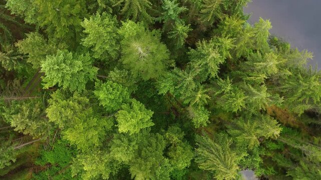 Aerial top-down rotation over mixed conifer forest canopy, highlighting spruce and pine crowns in summer light. Ideal for nature, ecology, wilderness, and drone establishing shots.