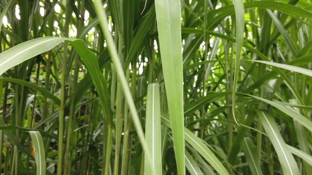 Ground level view through dense ornamental grass and lush green foliage highlighting layered vegetation, natural textures and garden plant growth in Botanical Garden Hamburg