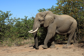 Fototapeta premium Afrikanischer Elefant / African elephant / Loxodonta africana