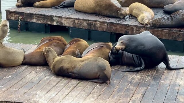 Sea lions on the Pier 39, San Francisco, California, USA
