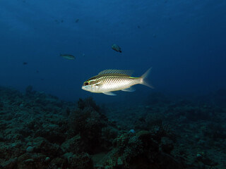 Fototapeta premium Arabian monocle bream (Scolopsis ghanam)