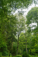 Fototapeta premium Frisches sattes grün an den Bäumen im Park und Wald im Juni bei Nebel und Dunst