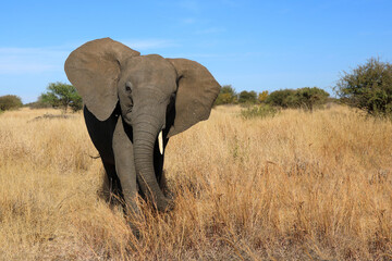 Obraz premium Afrikanischer Elefant / African elephant / Loxodonta africana