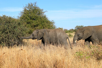 Obraz premium Afrikanischer Elefant / African elephant / Loxodonta africana