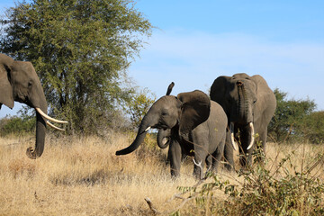 Fototapeta premium Afrikanischer Elefant / African elephant / Loxodonta africana