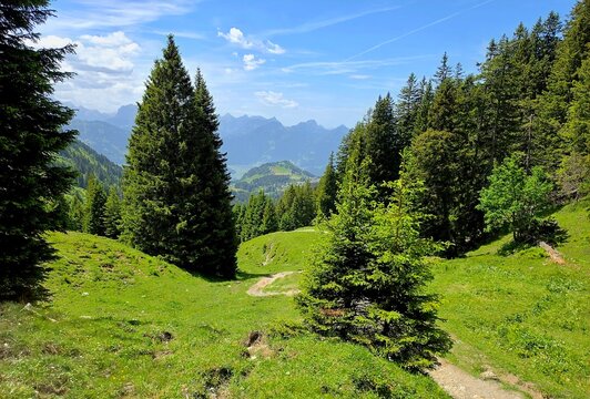 forest in the mountains