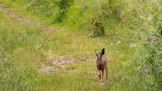 Hare running straight towards the camera, on a hiking trail 