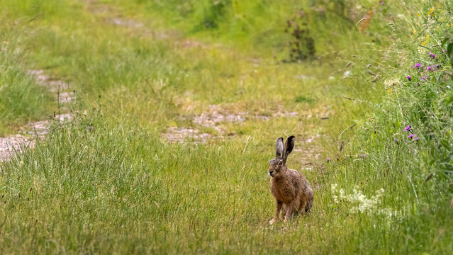 Hare sitting on a hiking trail looking towards the camera