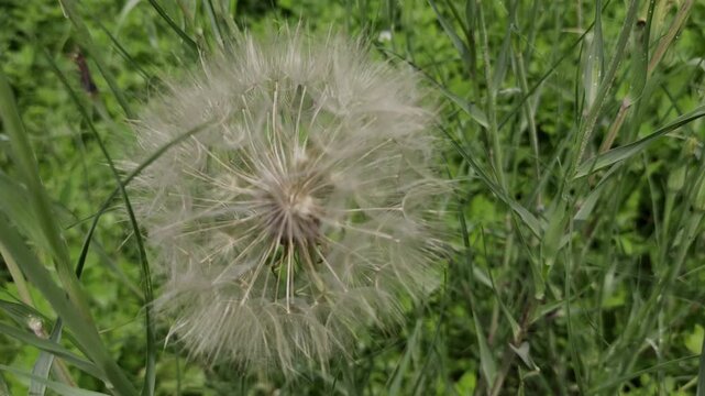 Close up of a fluffy Tragopogon pratensis meadow salsify seed head in green grass, evoking a peaceful, dreamy mood of freedom and fragility.